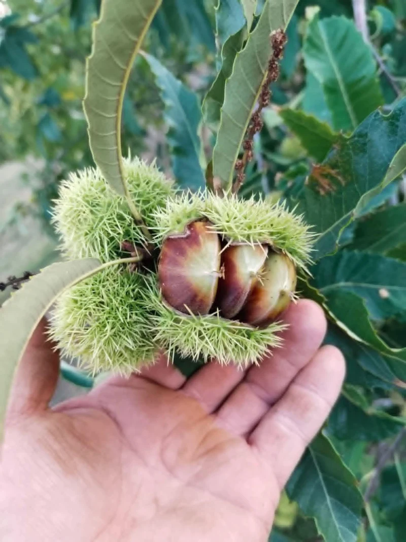 Rod već u trećoj vegetaciji